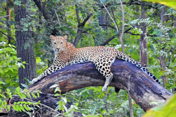 Best Wildlife Destinations in Madhya Pradesh for Summer Travel